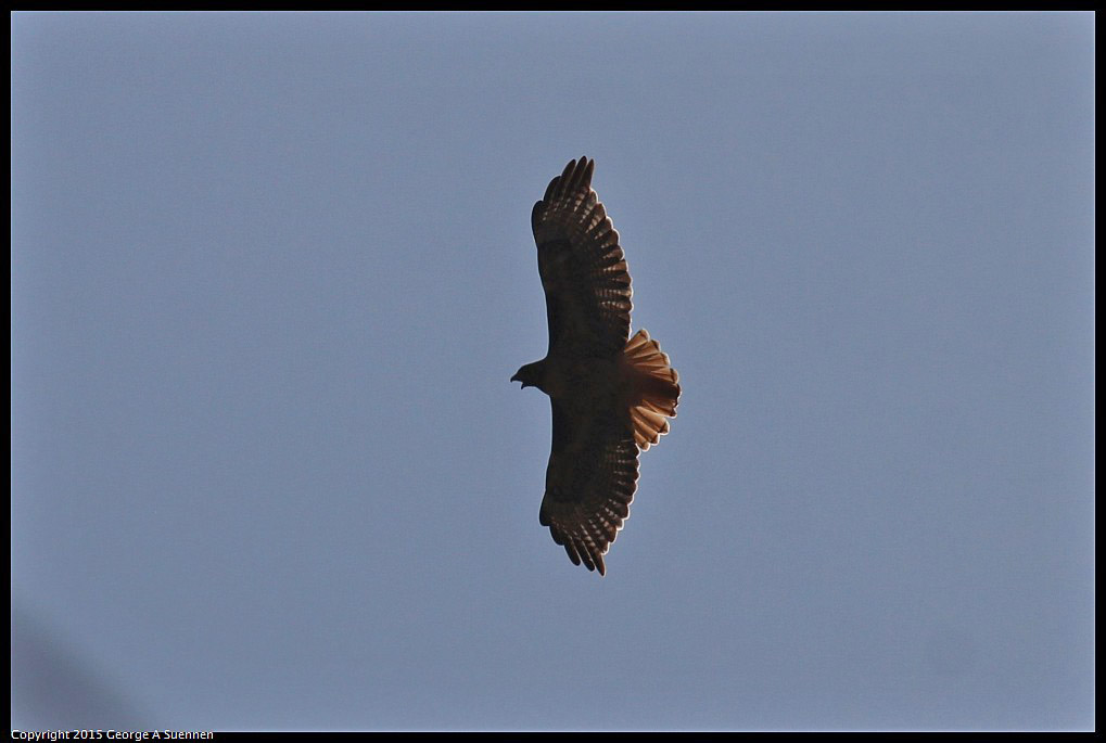0523-163023-05.jpg - Red-tailed Hawk