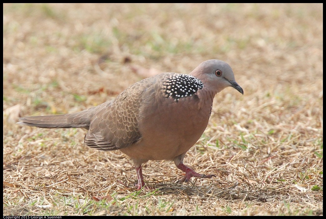 0217-092528-01.jpg - Spotted-necked Dove