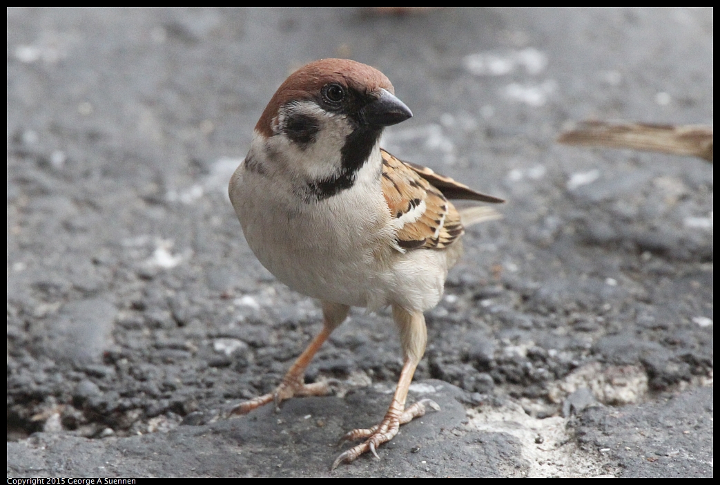 0217-101113-02.jpg - Eurasian Tree Sparrow