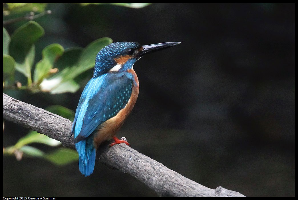 0222-125358-03.jpg - Common Kingfisher