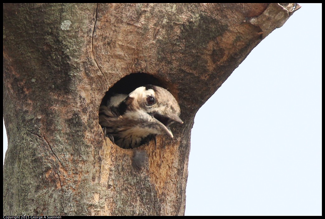 0222-130110-02.jpg - Grey-capped Pygmy Woodpecker