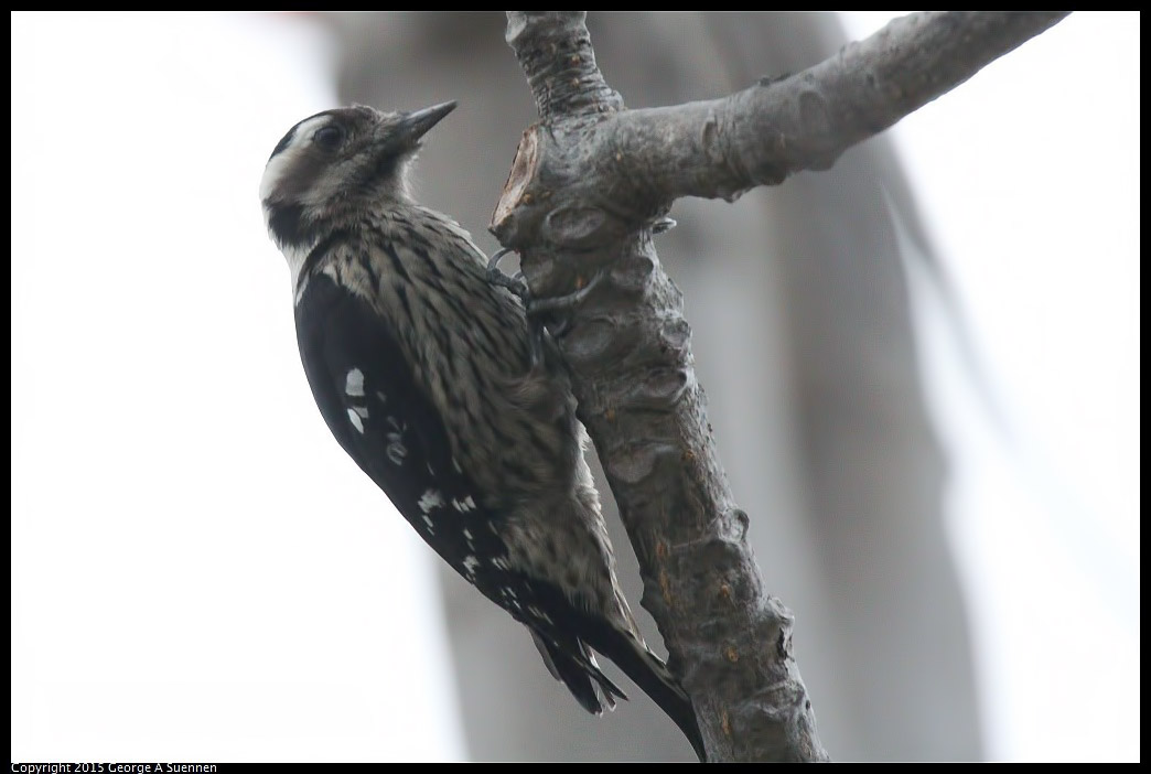 0222-165415-03.jpg - Grey-capped Pygmy Woodpecker