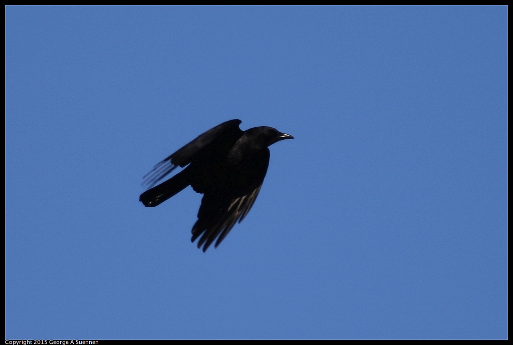 0101-101444-02.jpg - American Crow