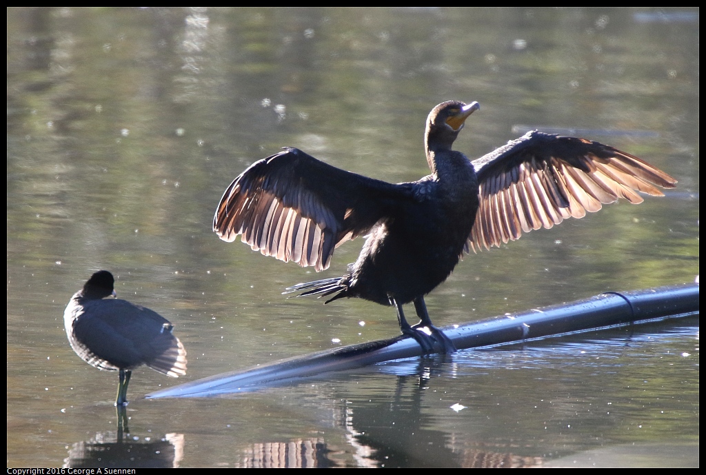 0101-111328-01.jpg - Double-crested Cormorant and Coot