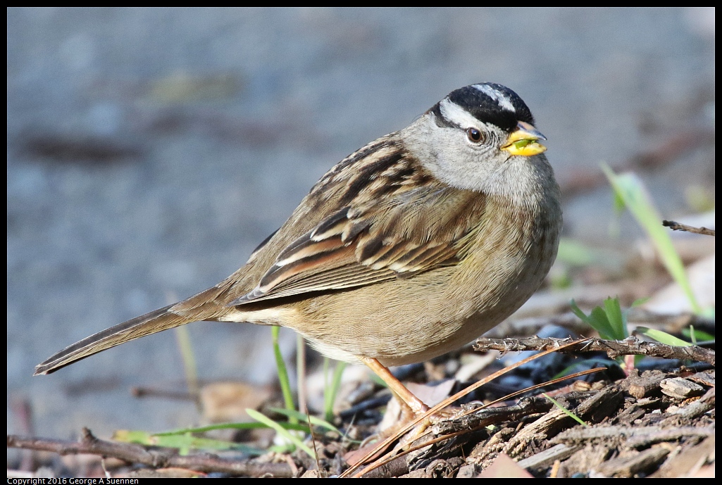 
White-crowned Sparrow - Goldengate Park - January 1, 2016
