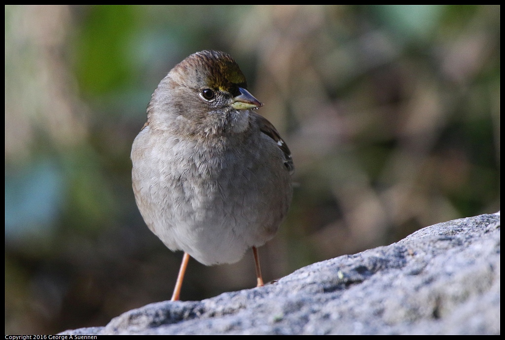 0101-111505-03.jpg - Golden-crowned Sparrow