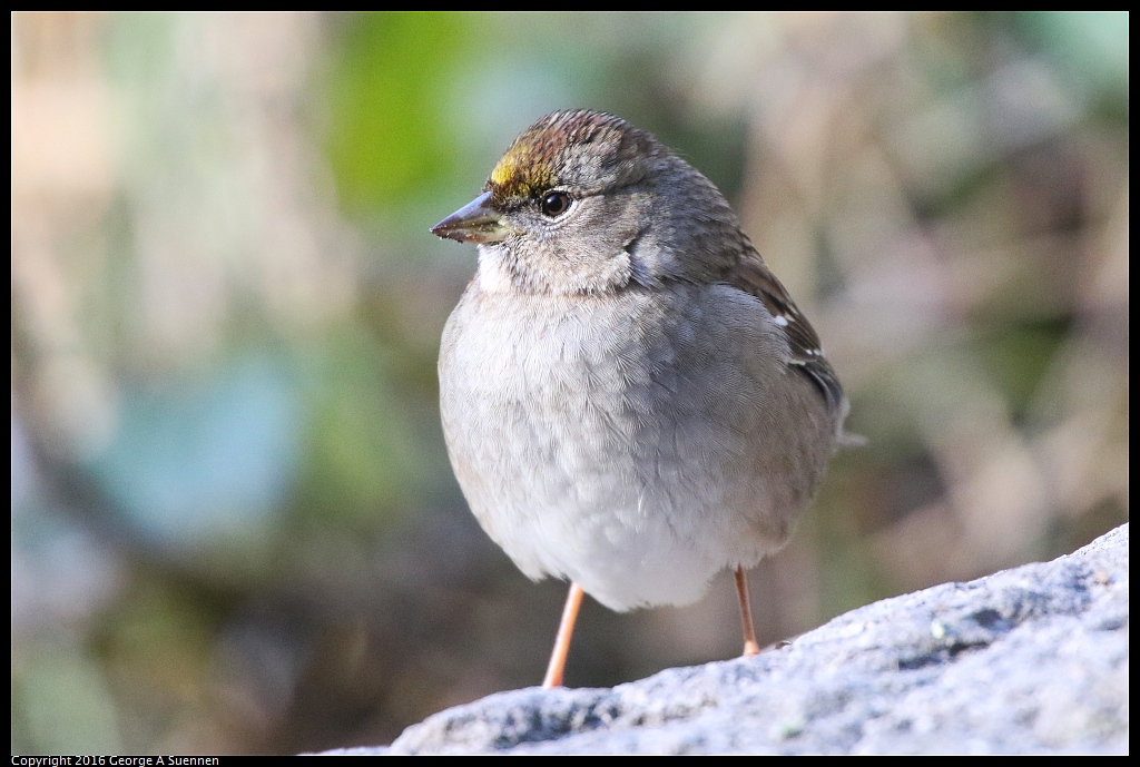 0101-111509-01.jpg - Golden-crowned Sparrow