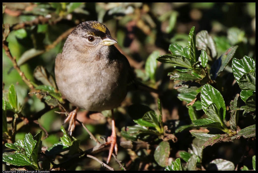 0101-111524-01.jpg - Golden-crowned Sparrow