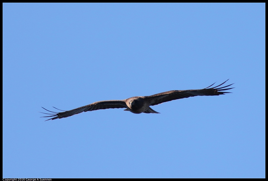 0101-111900-02.jpg - Red-tailed Hawk