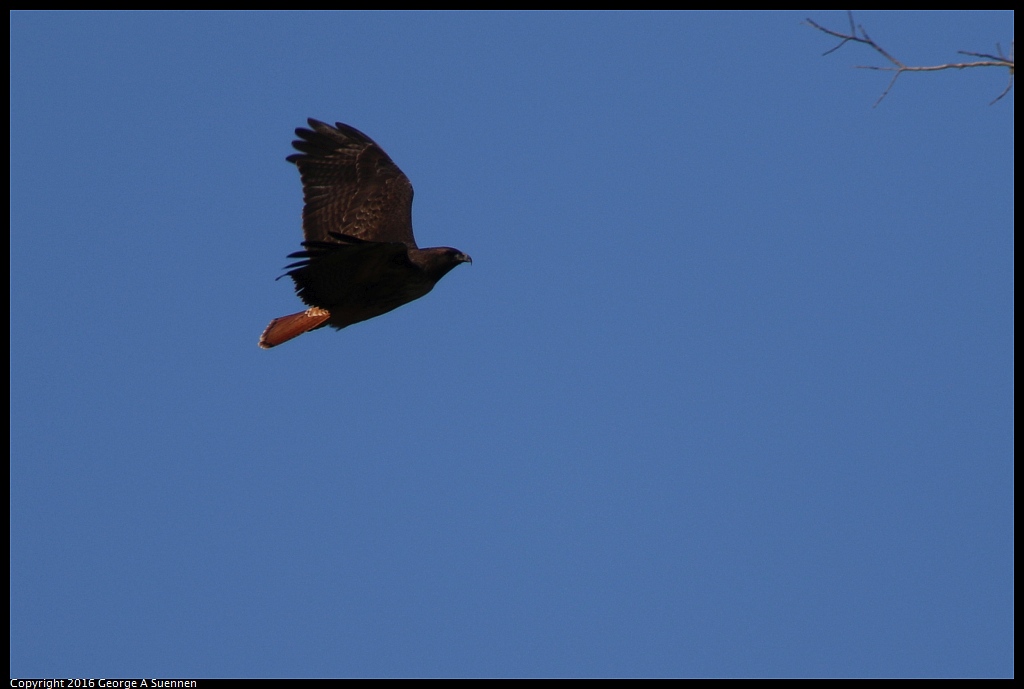 0101-111927-02.jpg - Red-tailed Hawk
