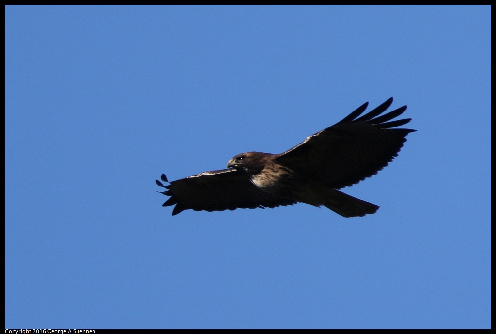 0101-111934-01.jpg - Red-tailed Hawk