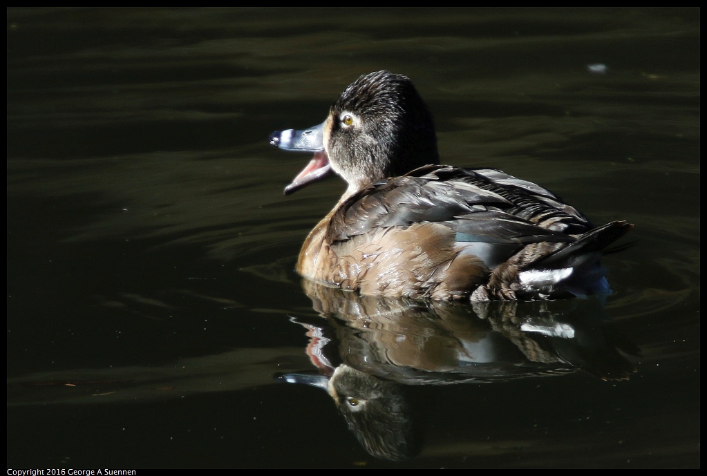 0101-112706-01.jpg - Ring-necked Duck