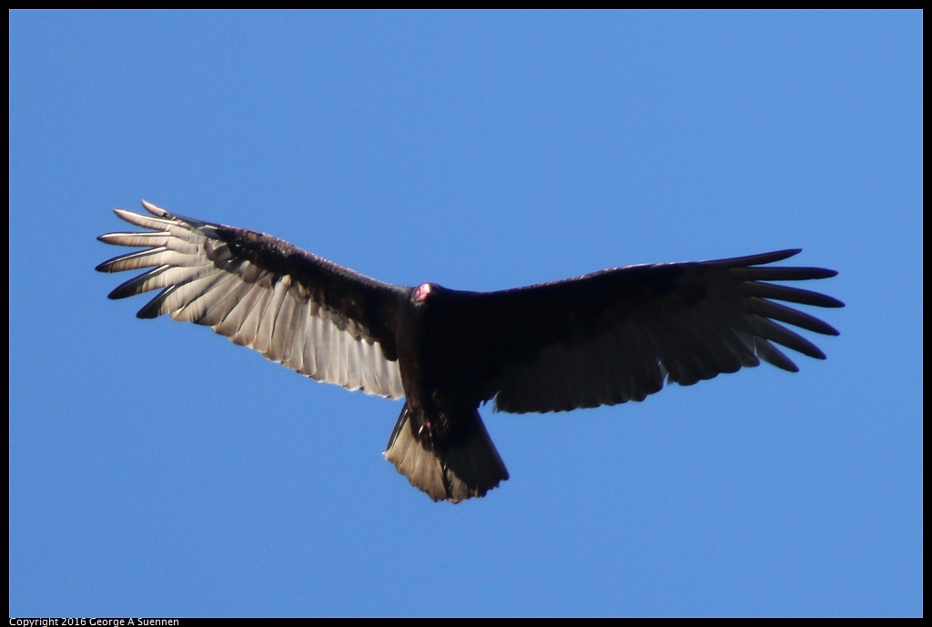 0101-113601-02.jpg - Turkey Vulture
