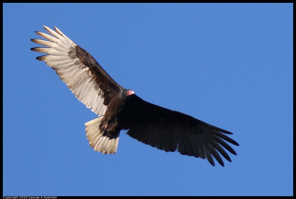 
Turkey Vulture - Goldengate Park - January 1, 2016
