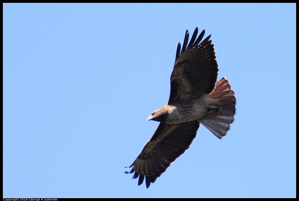 0101-113943-05.jpg - Red-tailed Hawk
