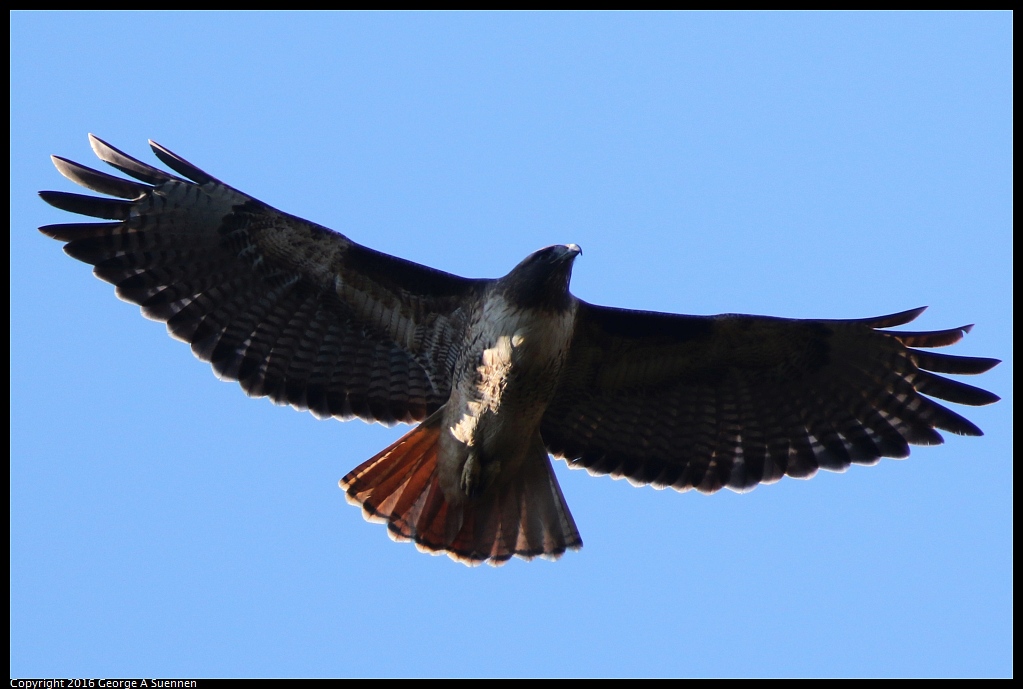0101-113949-02.jpg - Red-tailed Hawk