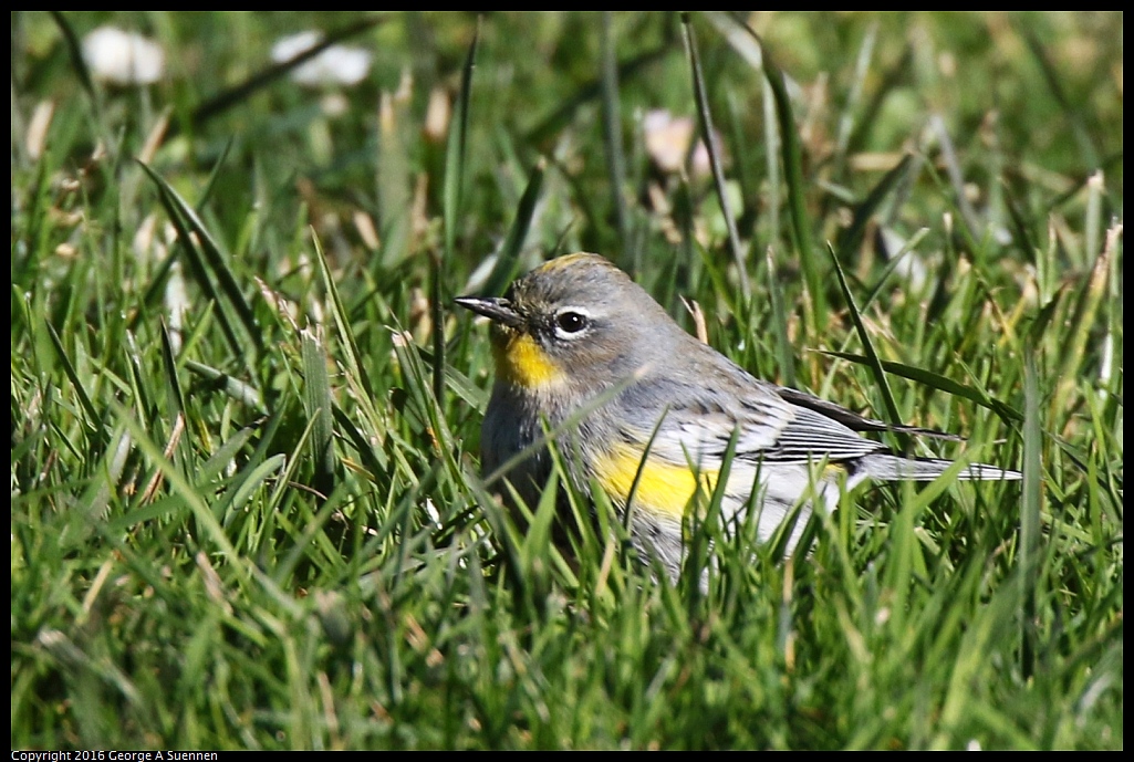0101-123020-02.jpg - Yellow-rumped Warbler