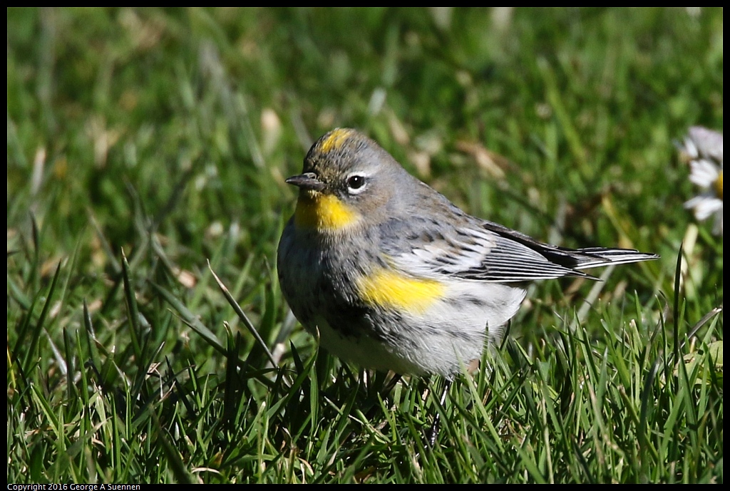 0101-123123-01.jpg - Yellow-rumped Warbler