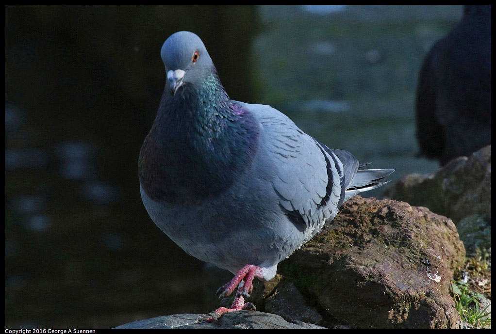 0101-125016-01.jpg - Rock Pigeon