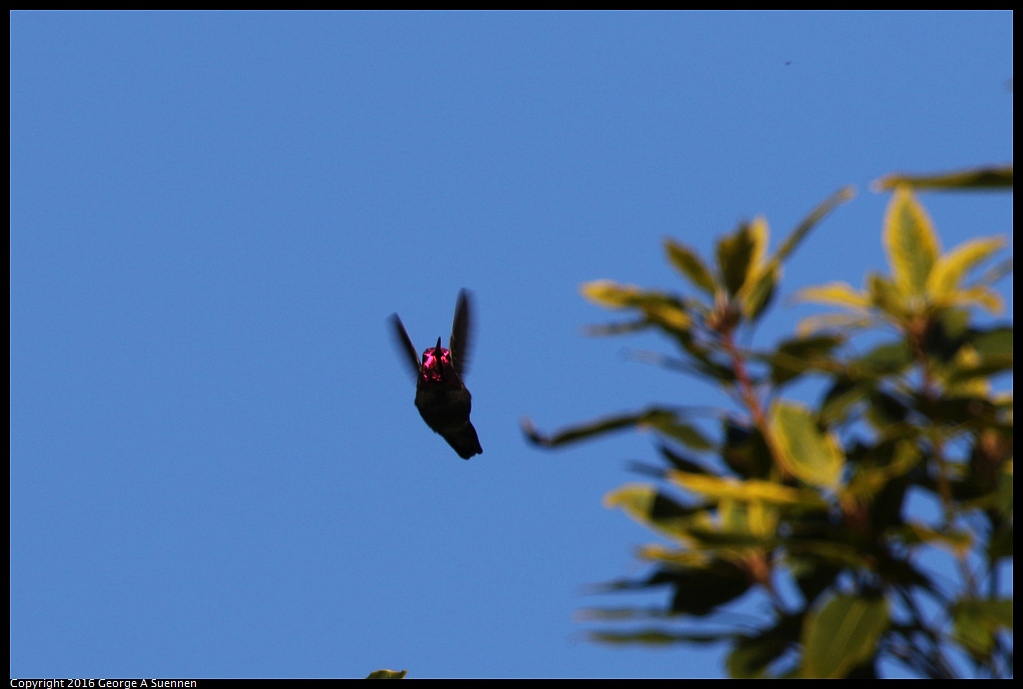 0101-131133-03.jpg - Anna's Hummingbird