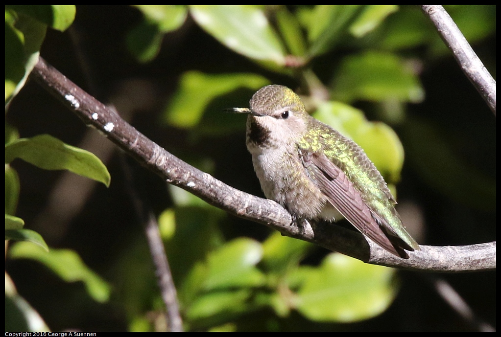 0101-131340-04.jpg - Anna's Hummingbird