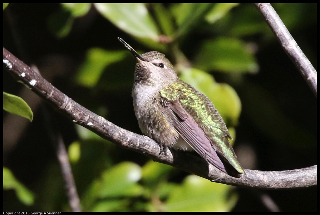 0101-131344-01.jpg - Anna's Hummingbird