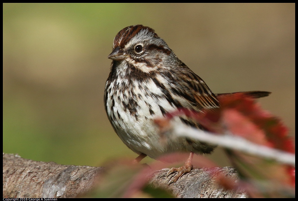 
Song Sparrow - Goldengate Park - January 1, 2016
