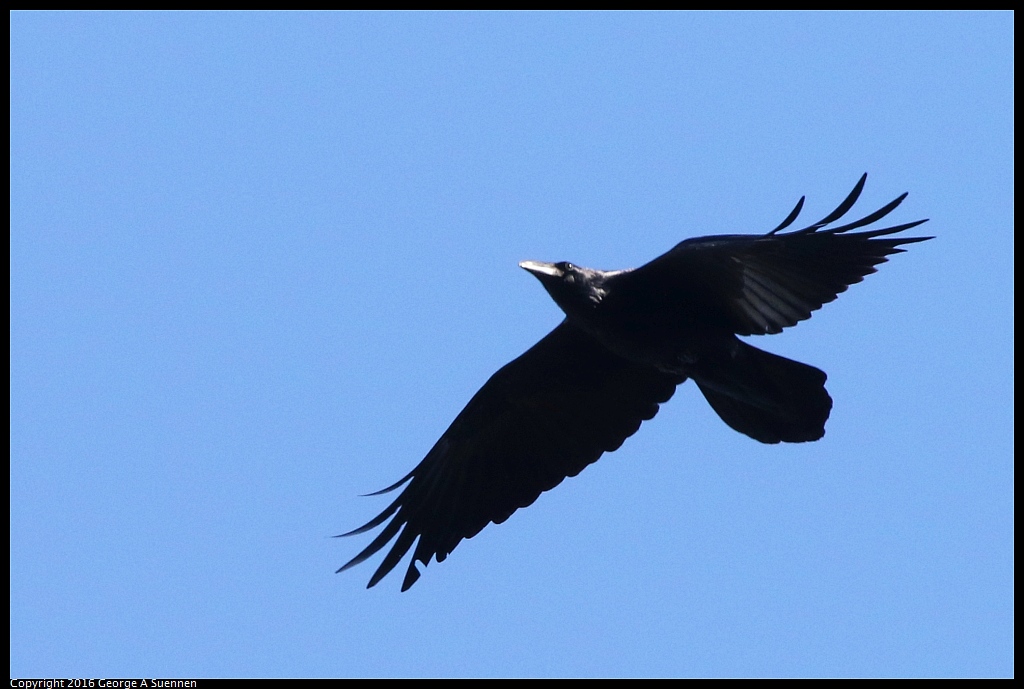 0101-133055-02.jpg - Common Raven