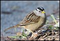 
White-crowned Sparrow - Goldengate Park - January 1, 2016
