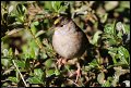 
Golden-crowned Sparrow - Goldengate Park - January 1, 2016
