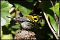 
Townsend's Warbler - Goldengate Park - January 1, 2016
