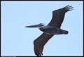 
Brown Pelican - Treasure Island - January 1, 2016
