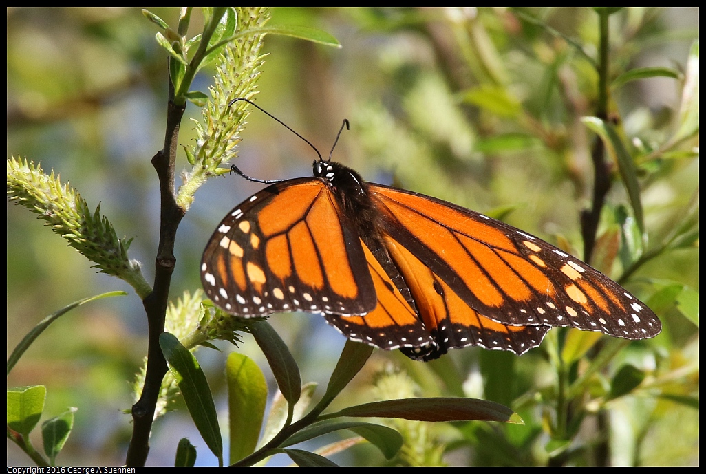 0127-141152-01.jpg - Monarch Butterfly