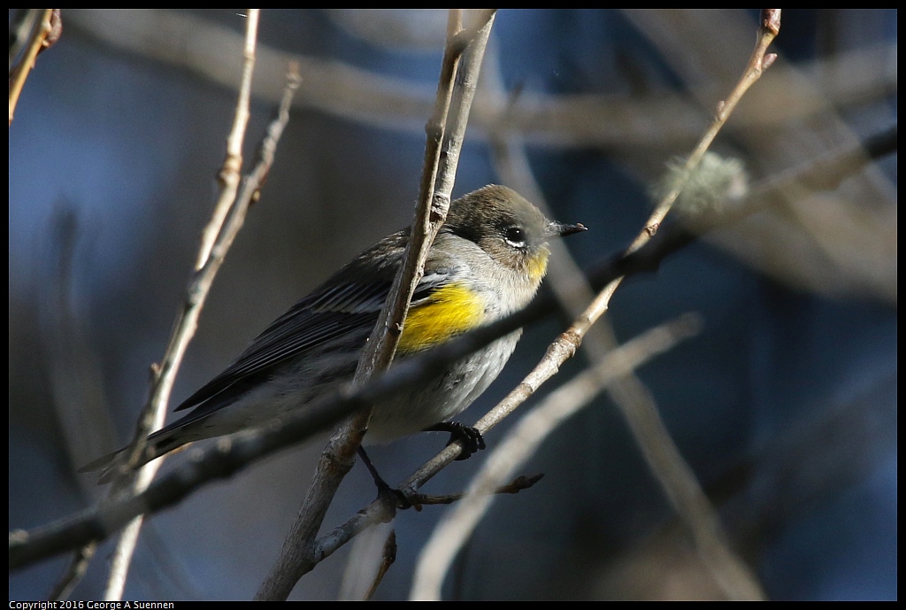 0127-141802-01.jpg - Yellow-rumped Warbler