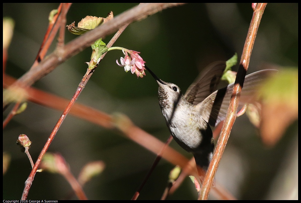 0127-142513-04.jpg - Anna's Hummingbird