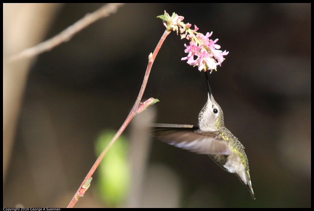 
Anna's Hummingbirds - Albany, Ca - January 27, 2016
