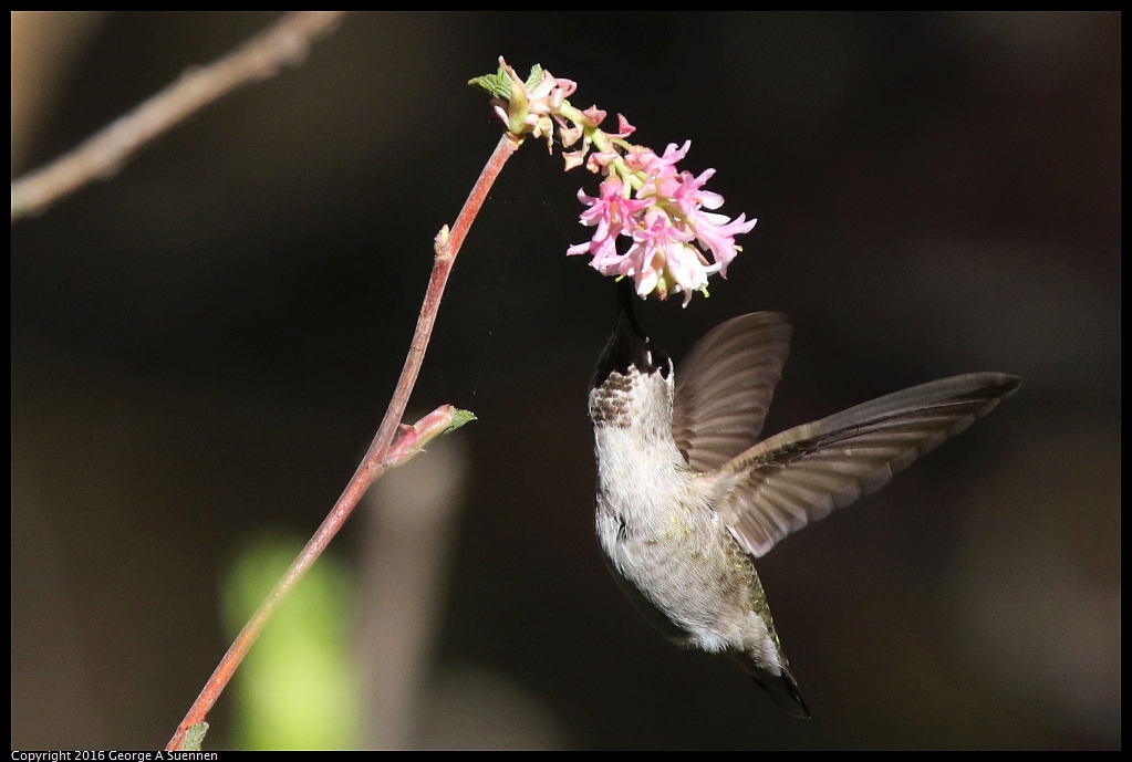 0127-142549-02.jpg - Anna's Hummingbird