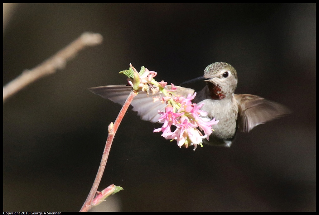 0127-142550-01.jpg - Anna's Hummingbird