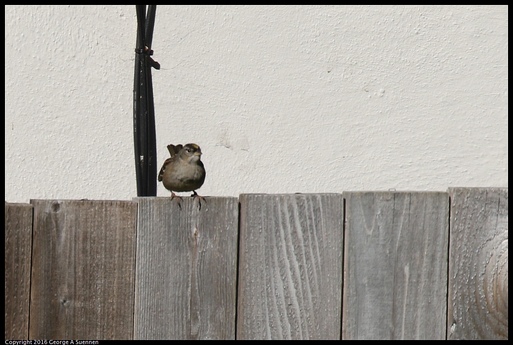 0127-144444-01.jpg - Golden-crowned Sparrow