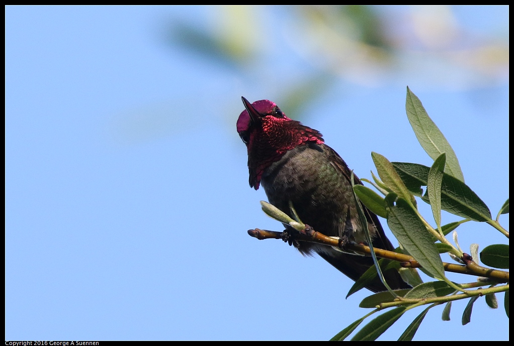 0127-144739-01.jpg - Anna's Hummingbird