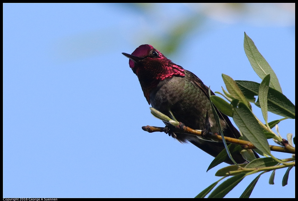 0127-144744-02.jpg - Anna's Hummingbird