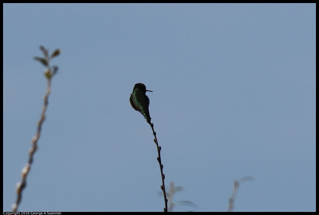 0127-152205-01.jpg - Anna's Hummingbird