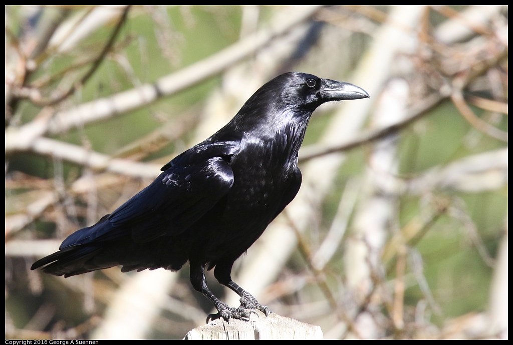0201-140211-02.jpg - Common Raven