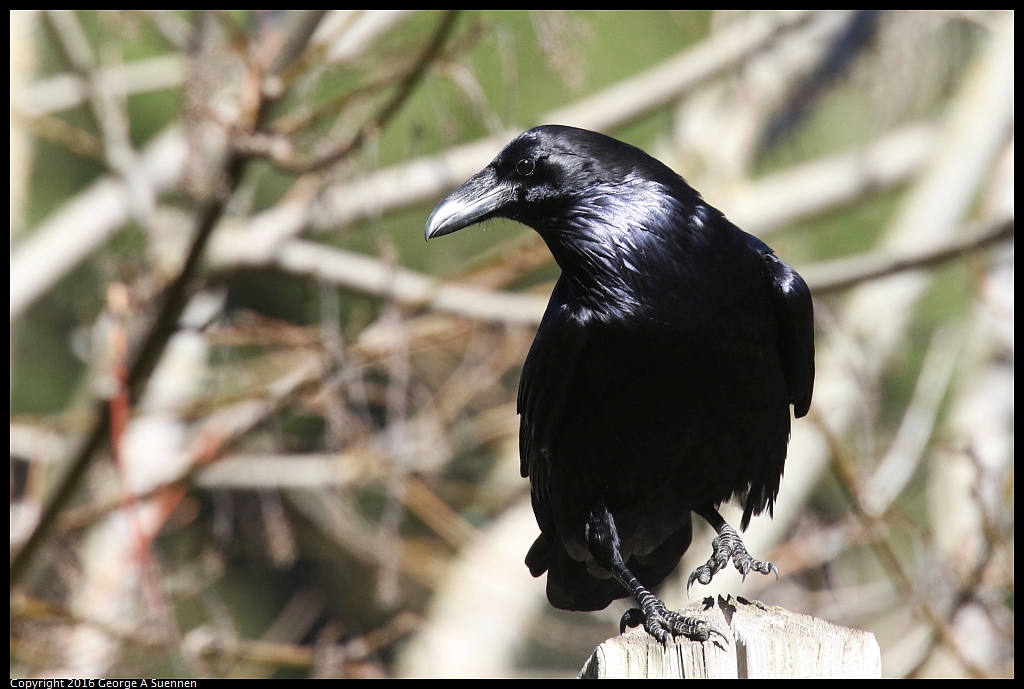 0201-140215-02.jpg - Common Raven