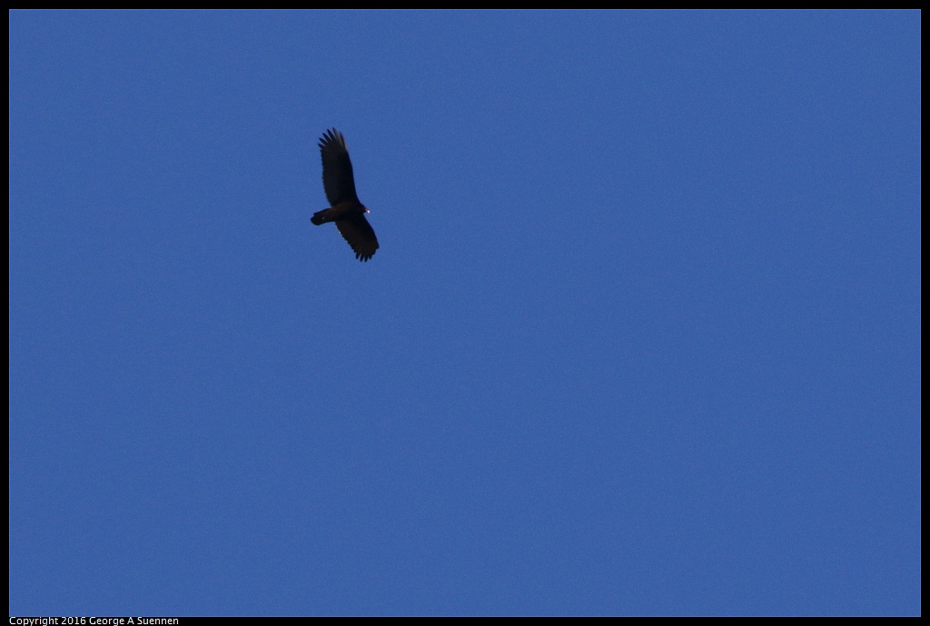 0201-141024-03.jpg - Turkey Vulture