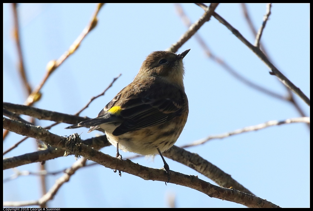 0201-143114-03.jpg - Yellow-rumped Warbler
