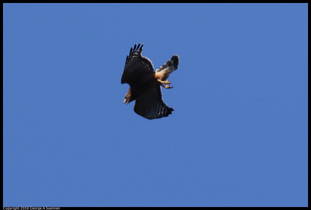 0201-153843-03.jpg - Red-shouldered Hawk
