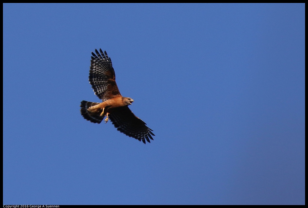 0201-154247-04.jpg - Red-shouldered Hawk