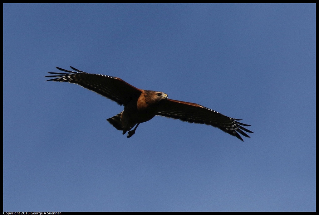 0201-154605-01.jpg - Red-shouldered Hawk