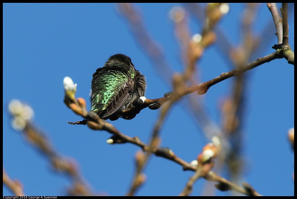 0201-155108-02.jpg - Anna's Hummingbird